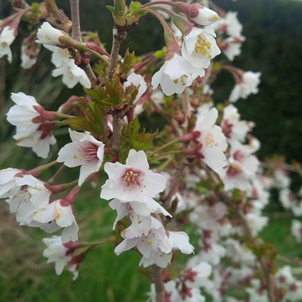 Prunus 'Kojo-no-mai' x 3 Plants in 9cm Pots