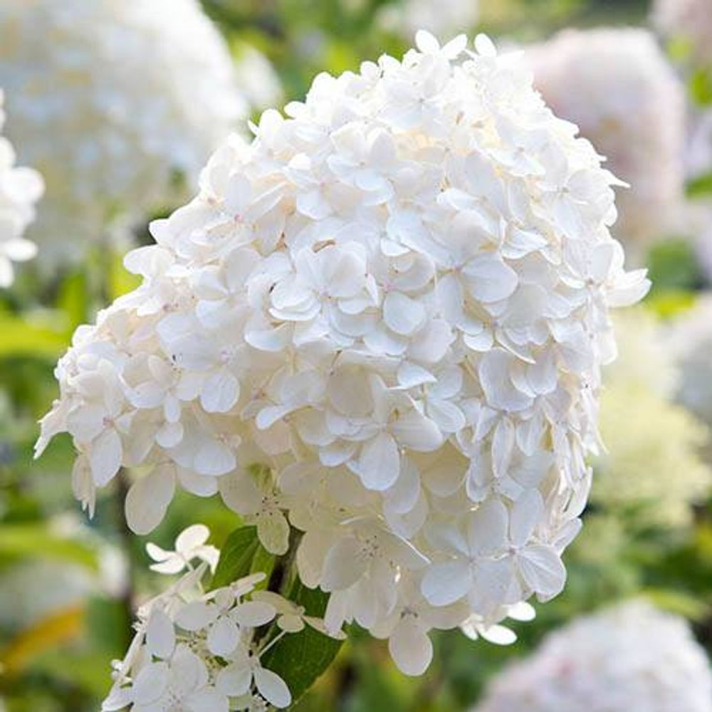 Hydrangea Paniculata Collection x 3 Plants in 9cm Pots