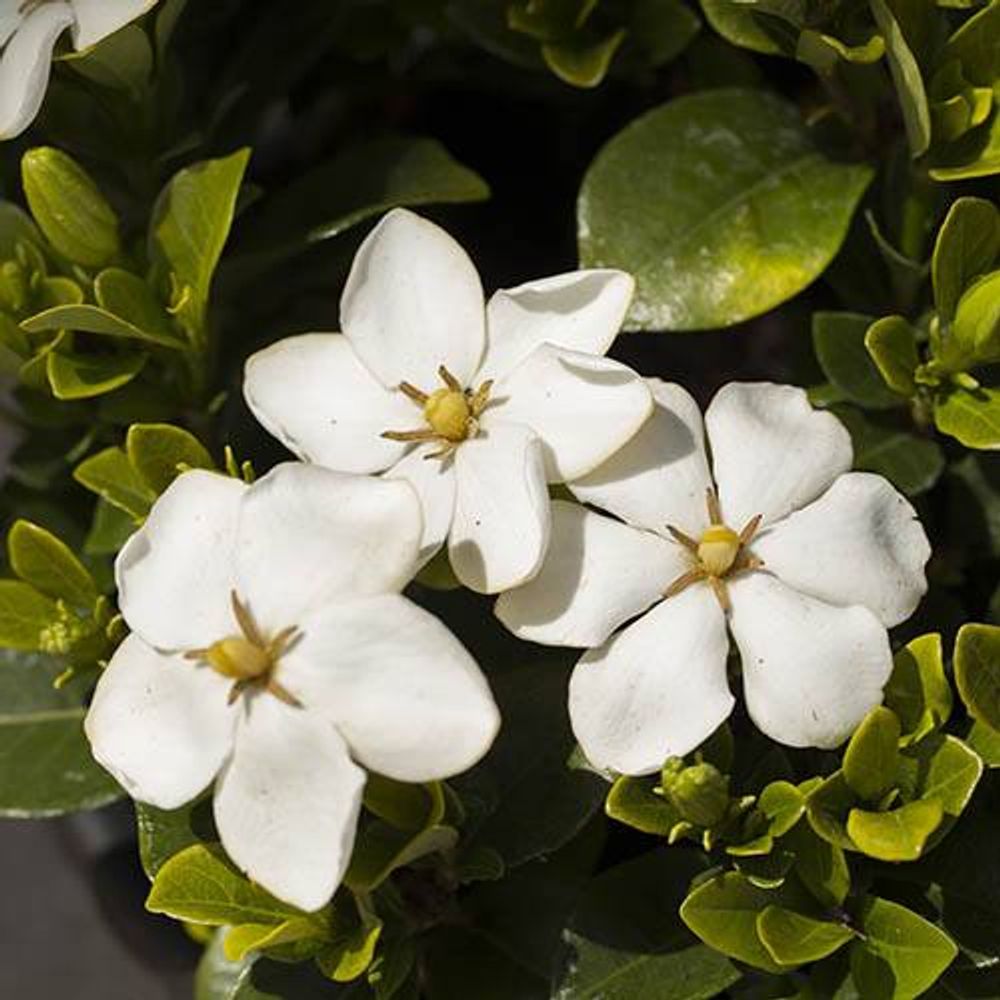 Gardenia 'Kleim's Hardy' x 3 Plants in 9cm Pots