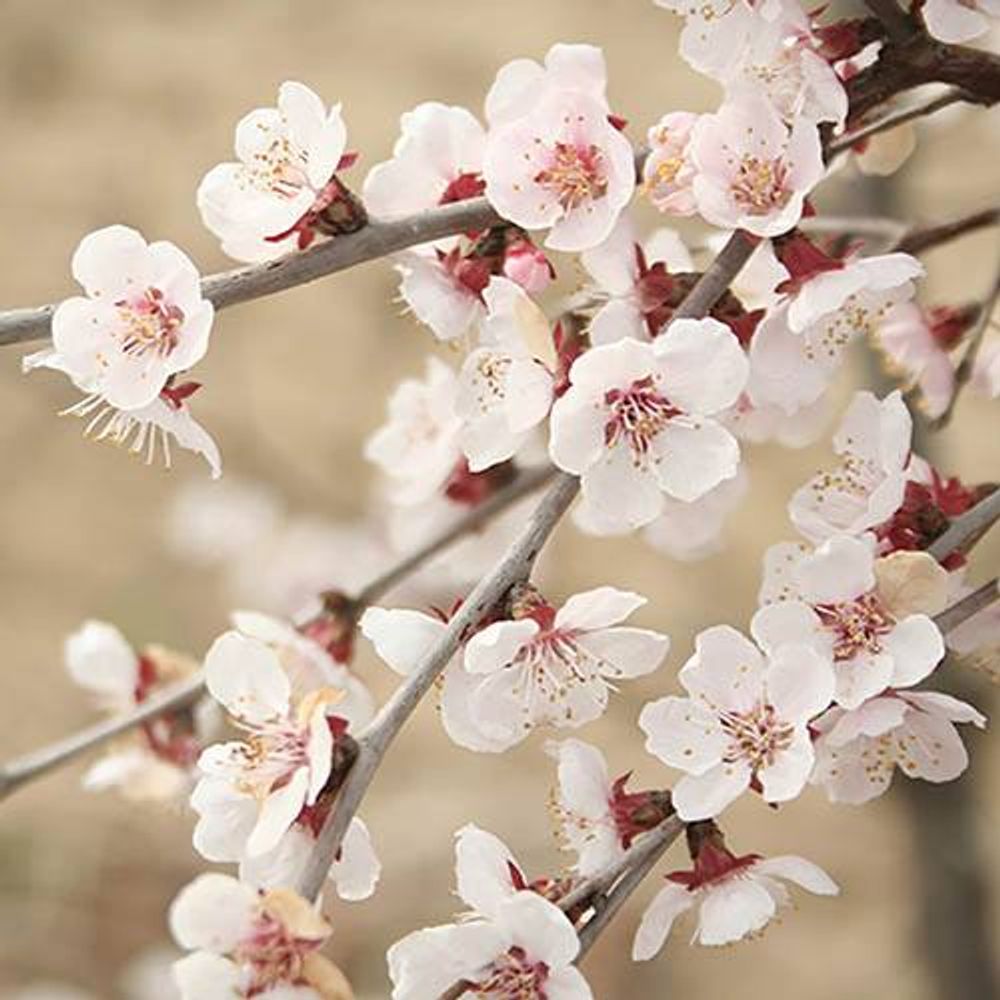 Prunus 'Kojo-no-mai' x 3 Plants in 9cm Pots