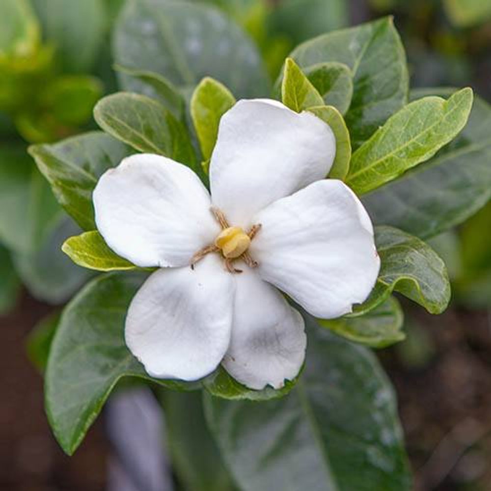 Gardenia 'Kleim's Hardy' x 3 Plants in 9cm Pots