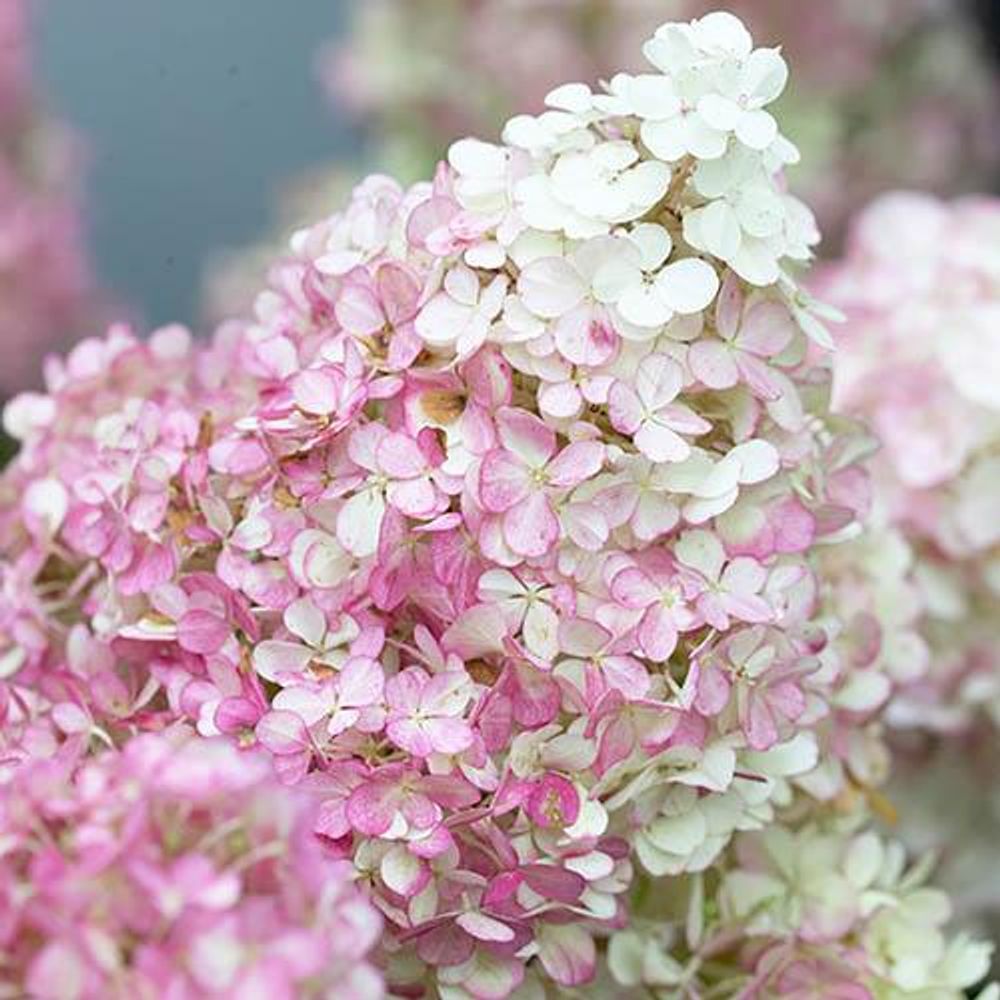 Hydrangea Paniculata Collection x 3 Plants in 9cm Pots