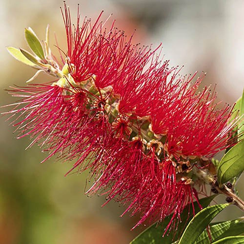 Bottlebrush Plant Callistemon Citrinus in 2.5L Pot