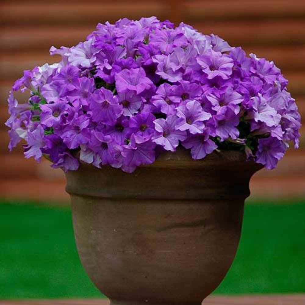 Surfinia Petunia Collection