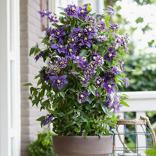 Pair of Clematis 'Taiga' 9cm Pots