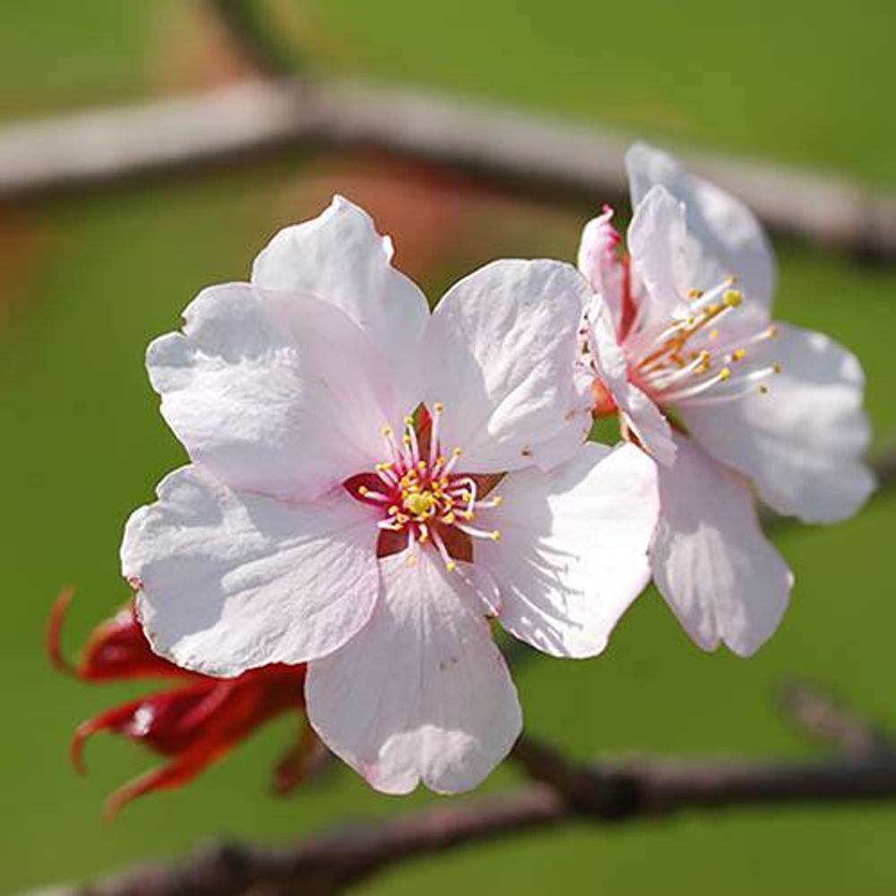 Prunus 'Kojo-no-mai' x 3 Plants in 9cm Pots