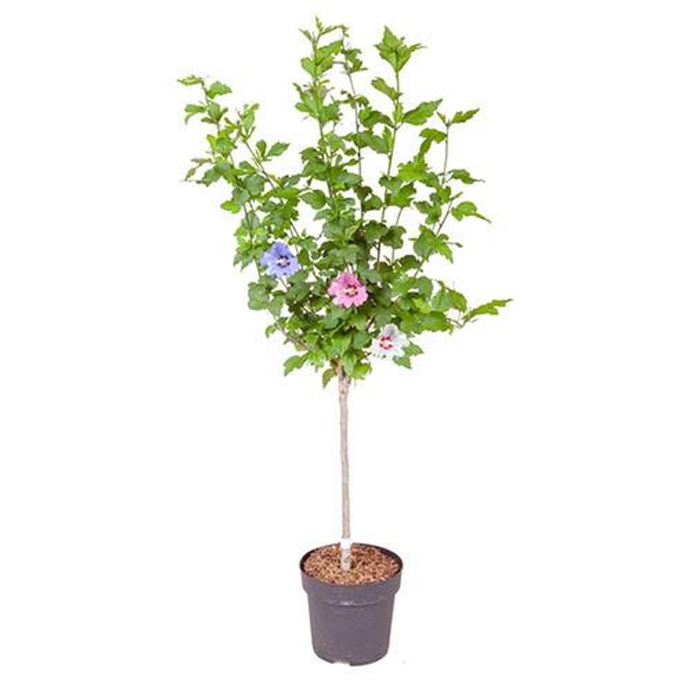 Hibiscus Tricolour Standard Tree 80-1M Tall