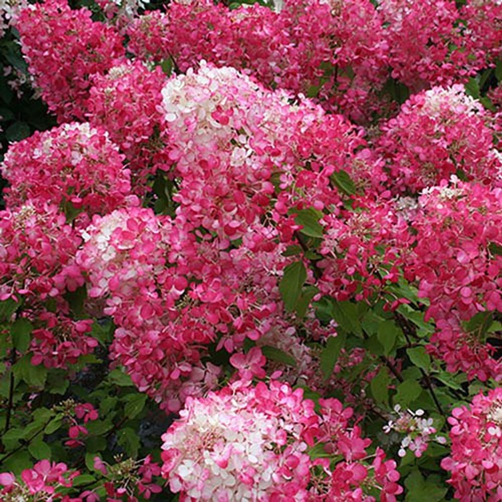 Hydrangea Paniculata Collection x 3 Plants in 9cm Pots