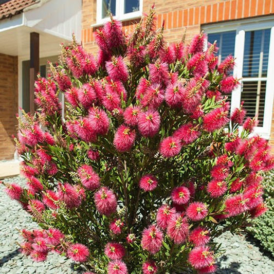 Bottlebrush Plant Callistemon Citrinus in 2.5L Pot