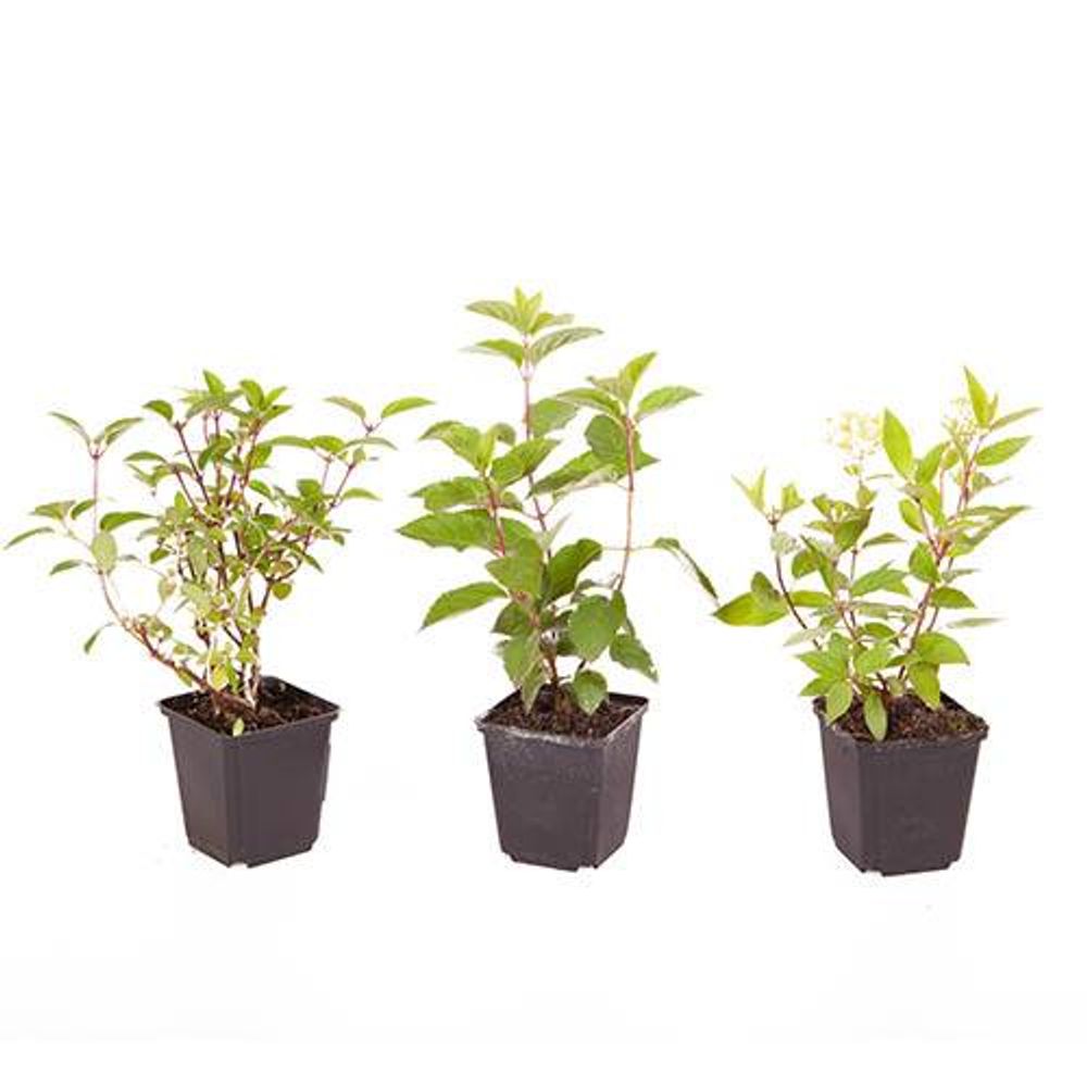 Hydrangea Paniculata Collection x 3 Plants in 9cm Pots