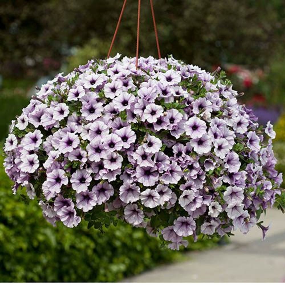 Surfinia Petunia Collection