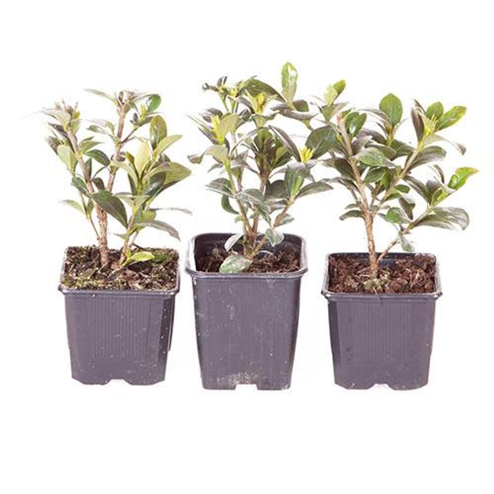 Gardenia 'Kleim's Hardy' x 3 Plants in 9cm Pots