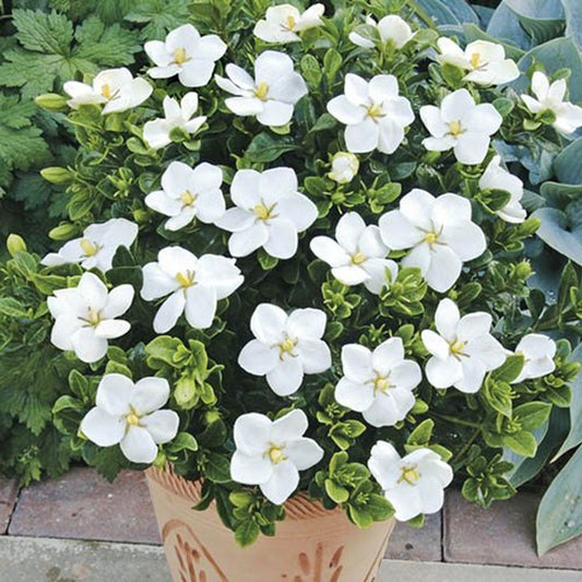 Gardenia 'Kleim's Hardy' x 3 Plants in 9cm Pots