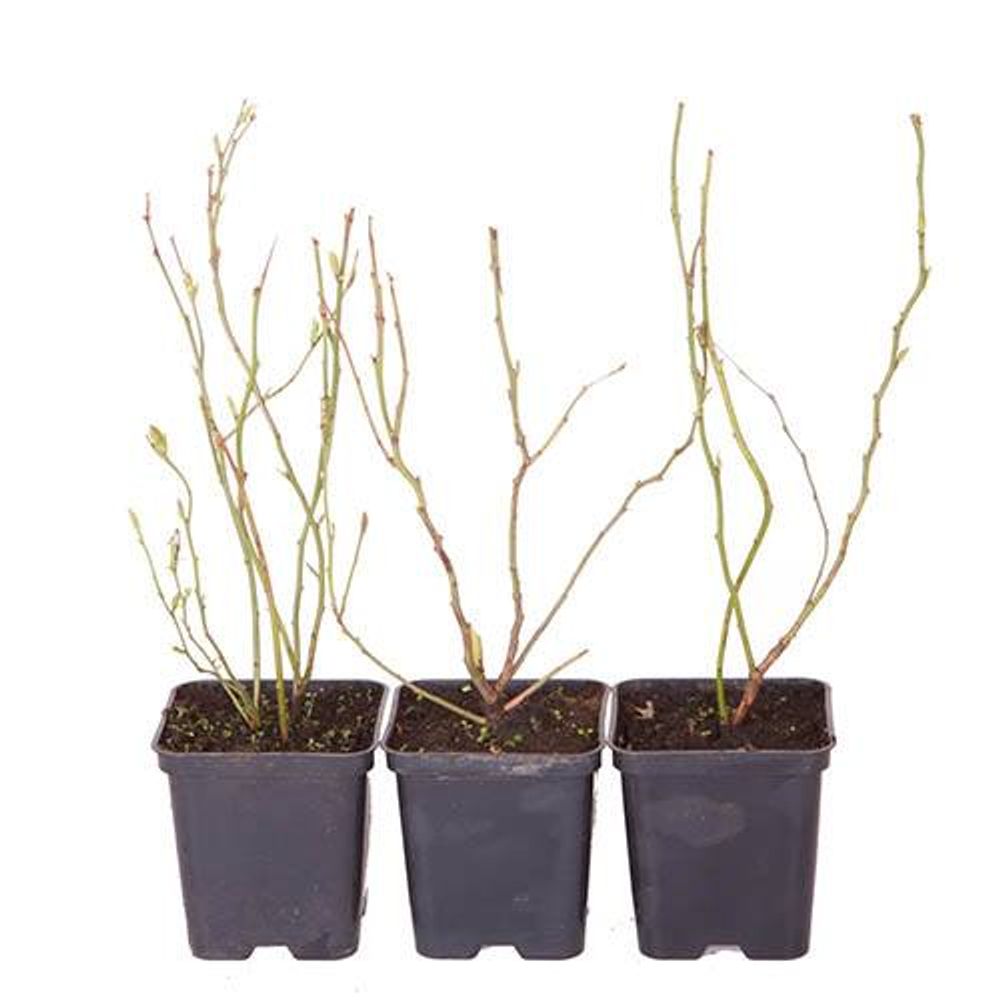 Blueberry Collection - Set of 3 Varieties